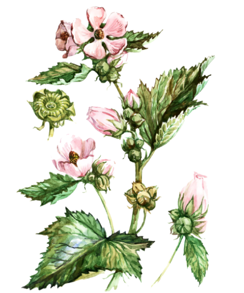 Алтей лекарственный (Althaea officinalis L.)