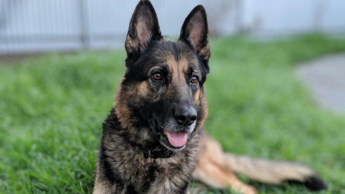    Восточноевропейская овчарка, похожая на найденную на Эльбрусе