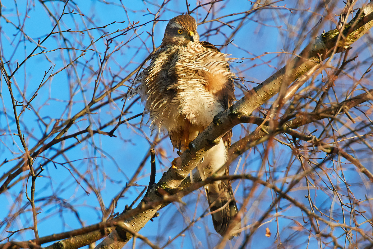 Ястреб перепелятник