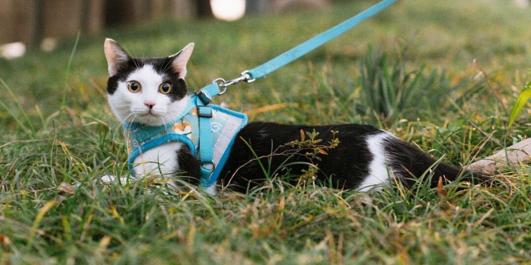 Выгул кошки на шлейке: блажь хозяина или реальная потребность животного?