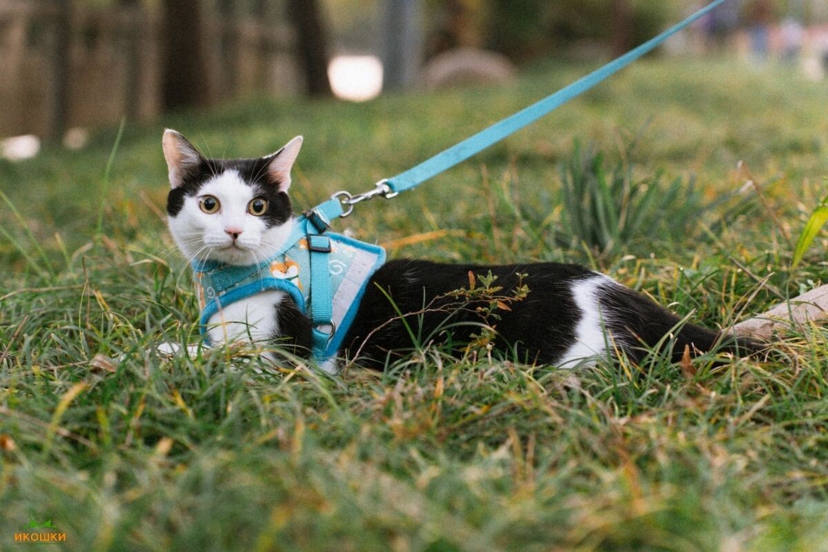 Кошка на шлейке 