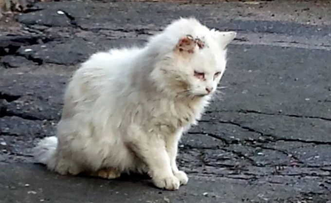 Белый кот почувствовал беременность хозяйки раньше врачей: история о том, как Снежок спас близнецов