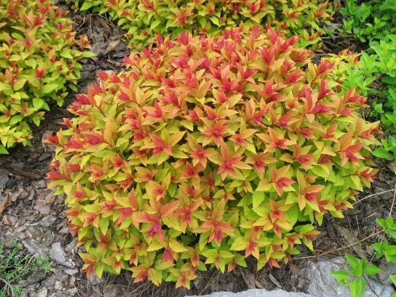 Спирея японская