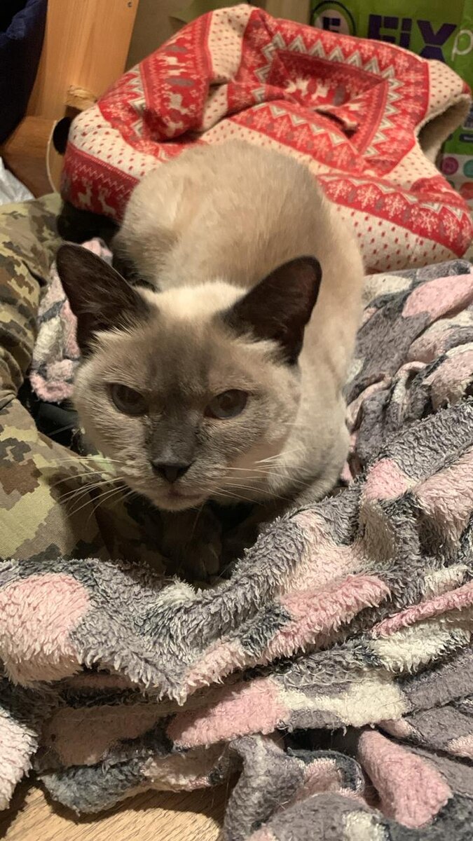 Одна из наших кошек.