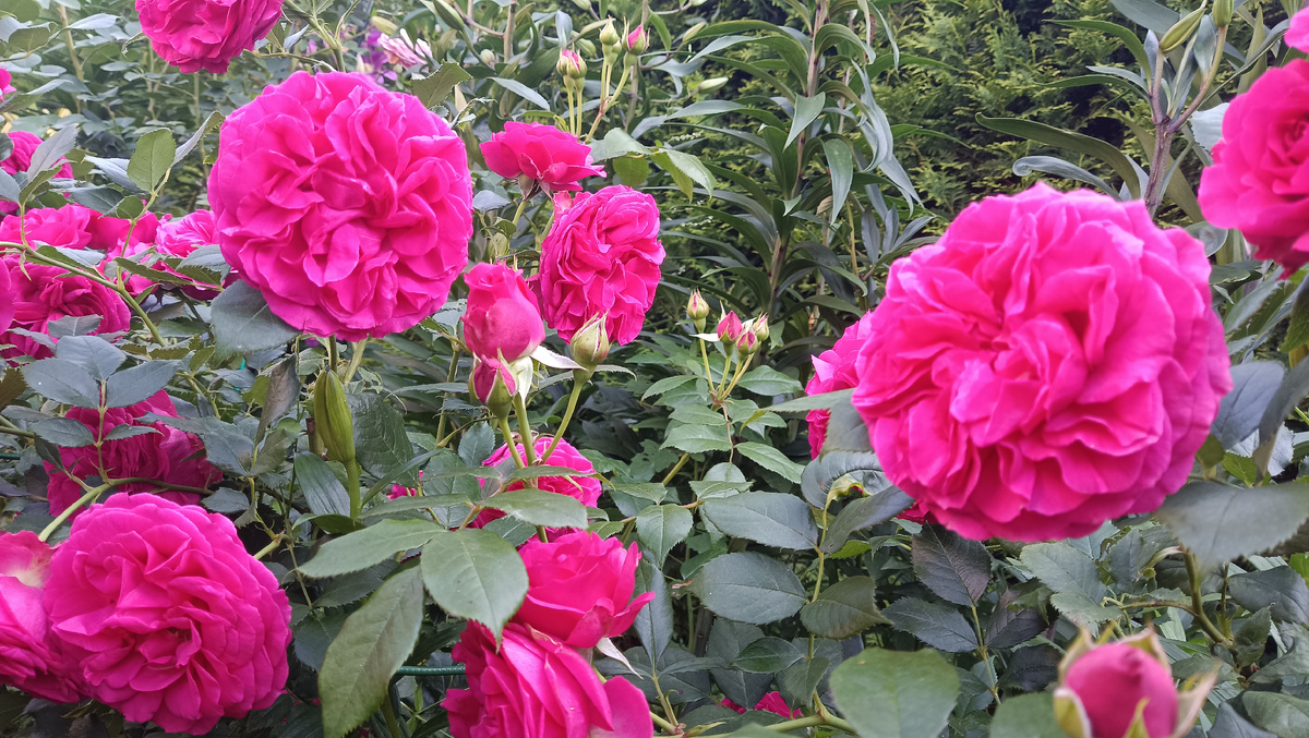 Дарк Леди, 2025. Листайте фото