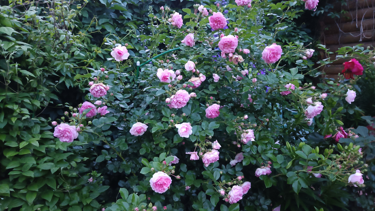 Жасмина, 2025.