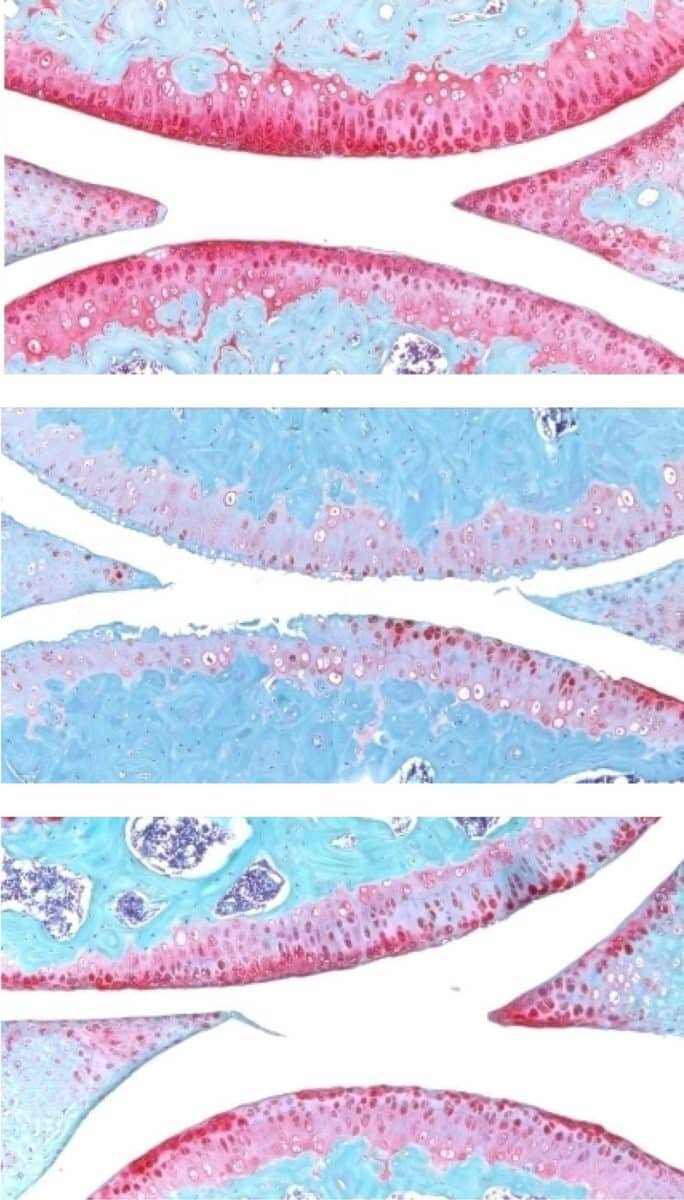    Коленный сустав молодой мыши (вверху), пожилой мыши (в середине) и пожилой мыши после введения препарата (внизу). Красный цвет указывает на хрящ / © Nidhi Bhutani, Science