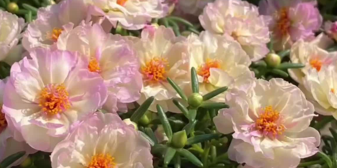 Только эти цветы посажу в 2026 году. Неприхотливые цветы, цветущие все лето в саду