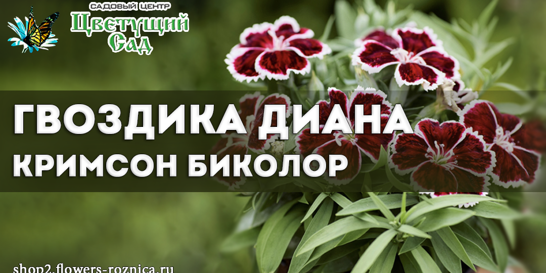 Гвоздика китайская Диана Кримсон Биколор: королева, цветущая с июня до заморозков