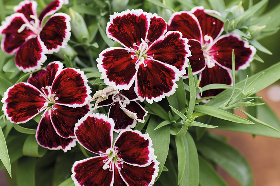 Источник фото: https://vertograd-s.ru/catalog/gvozdika-kitaiskaya/gvozdika-diana-crimson-bicolor