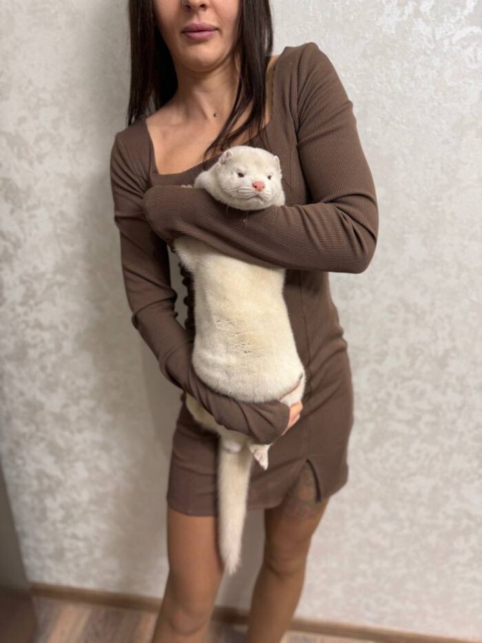 Норка Драко, фото предоставлено Фондом имени мистера Жопэна