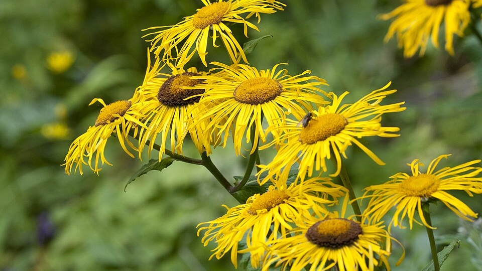 Девясил — древняя сила природы в одной скромной траве