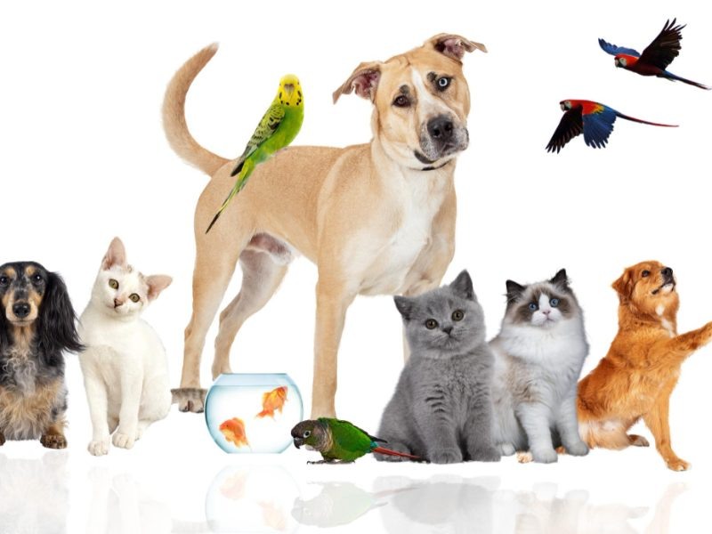 Фотография из интернета