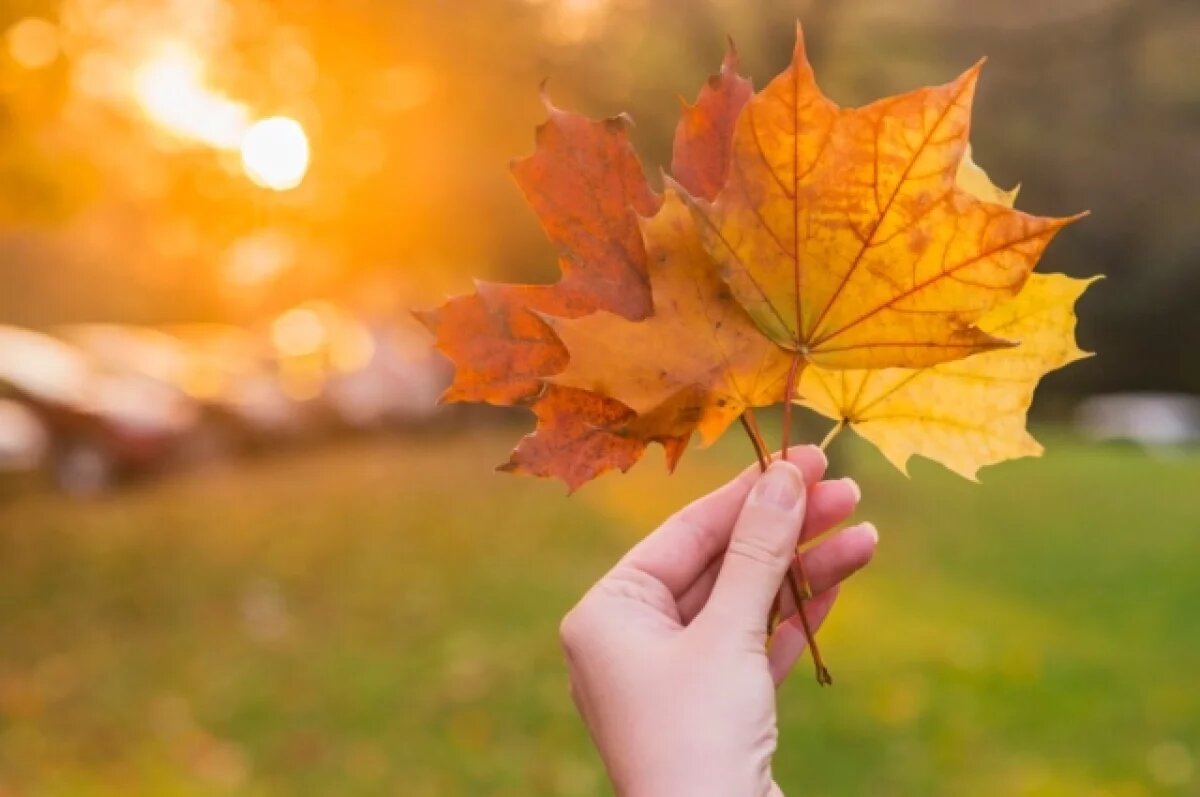    Новый закон может уничтожить 80% городских кленов в Новосибирске