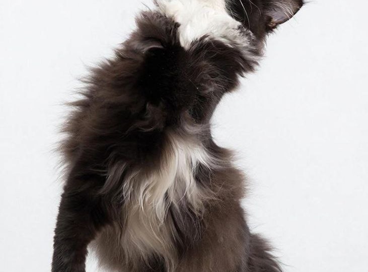 Для любителей котиков