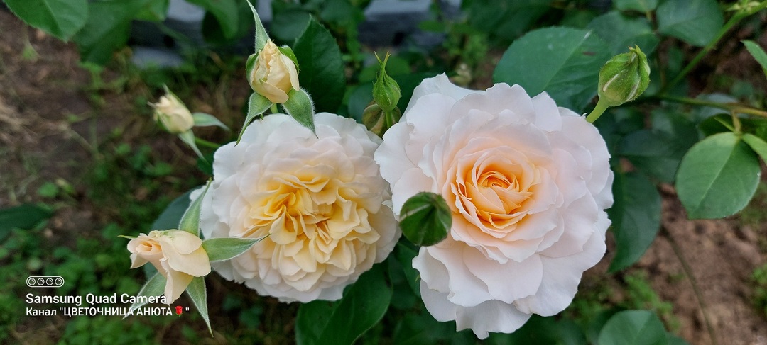 "Розовые бусы". Вопросы - ответы про розы. 8 декабря 2025 года