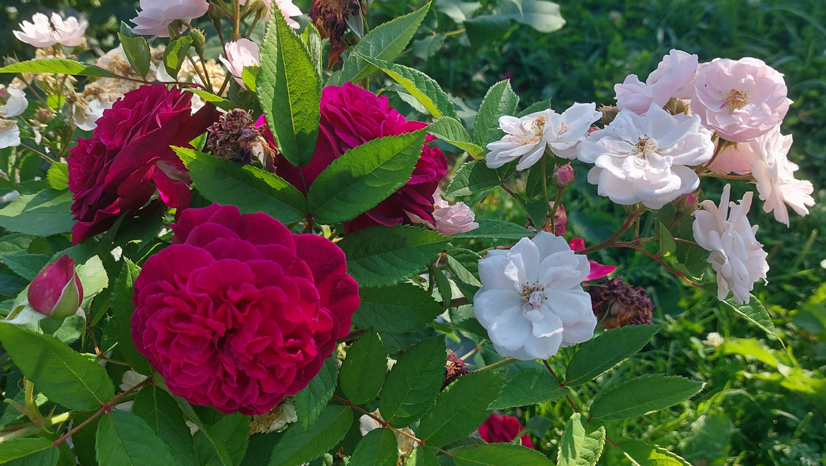 Манстед Вуд ("остинка") и Петит де Терра Франш (мускусный гибрид). 