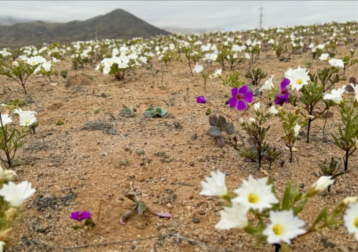 Источник фото: Noi.dm