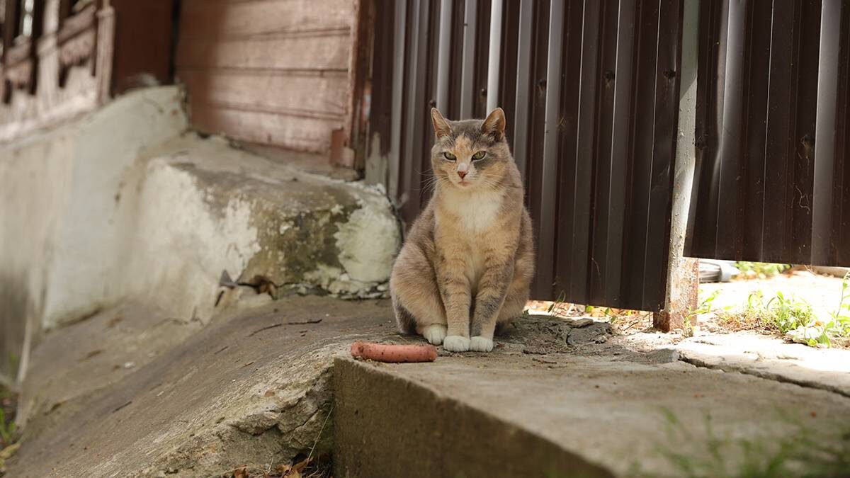    Фото: Анатолий Цымбалюк / Вечерняя Москва