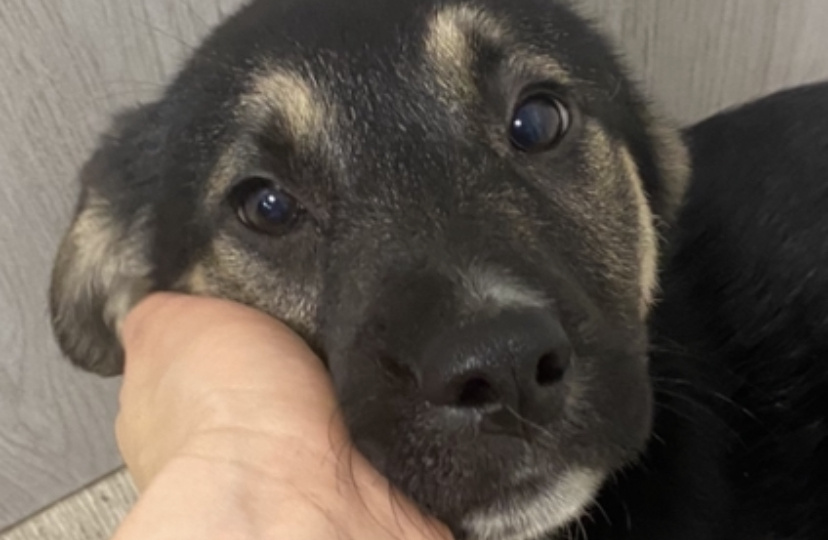 Щенок Зайка. Грустные глазки...