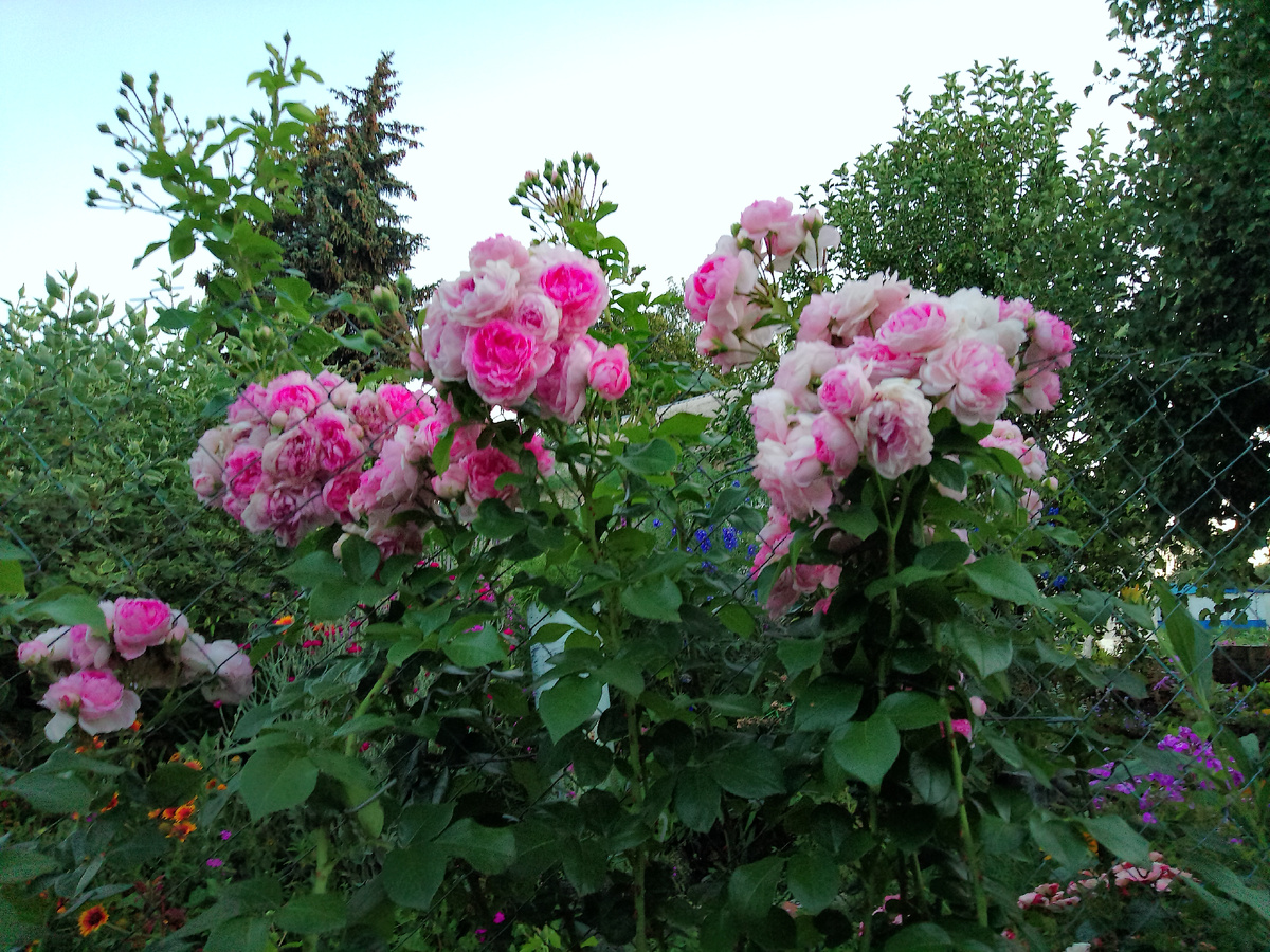 Жасмина, плетистая