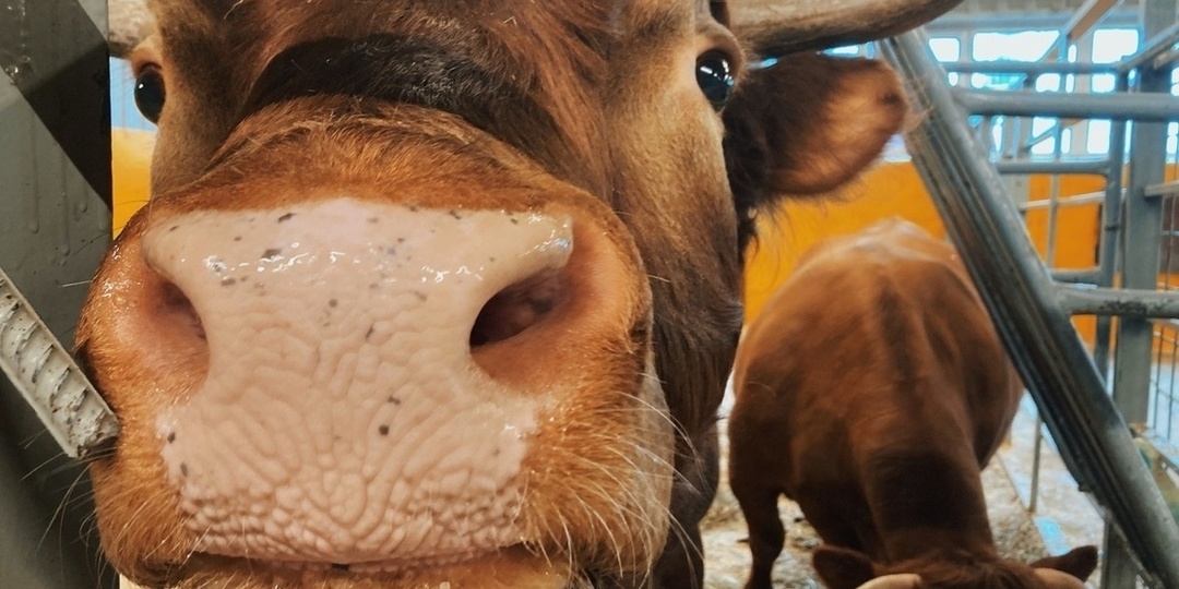 Более 620 тысяч тонн молока надоили хозяйства Вологодской области