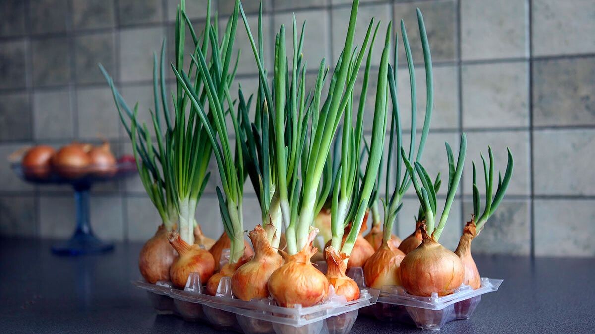 зелёный лук в пластиковых лотках из под яиц