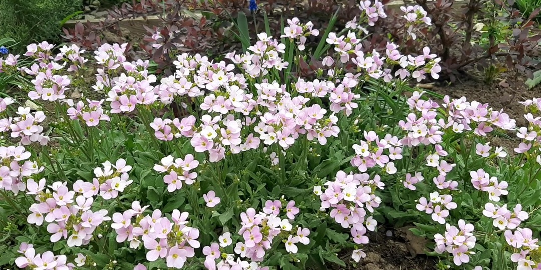ТОП 5 великолепных почвопокровников. Посадил и полоть не надо!