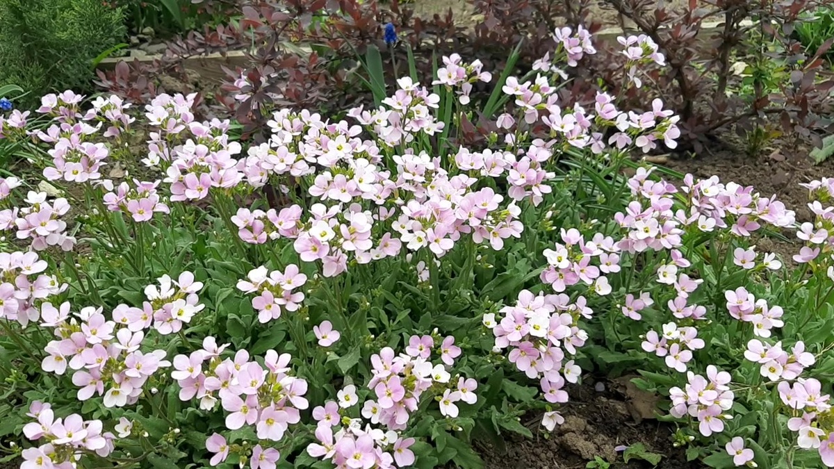 Арабис кавказский.