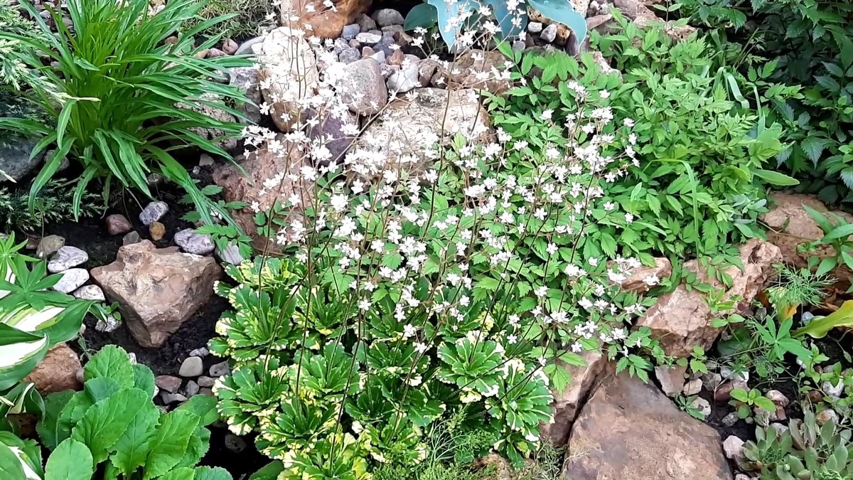 Теневая камнеломка.