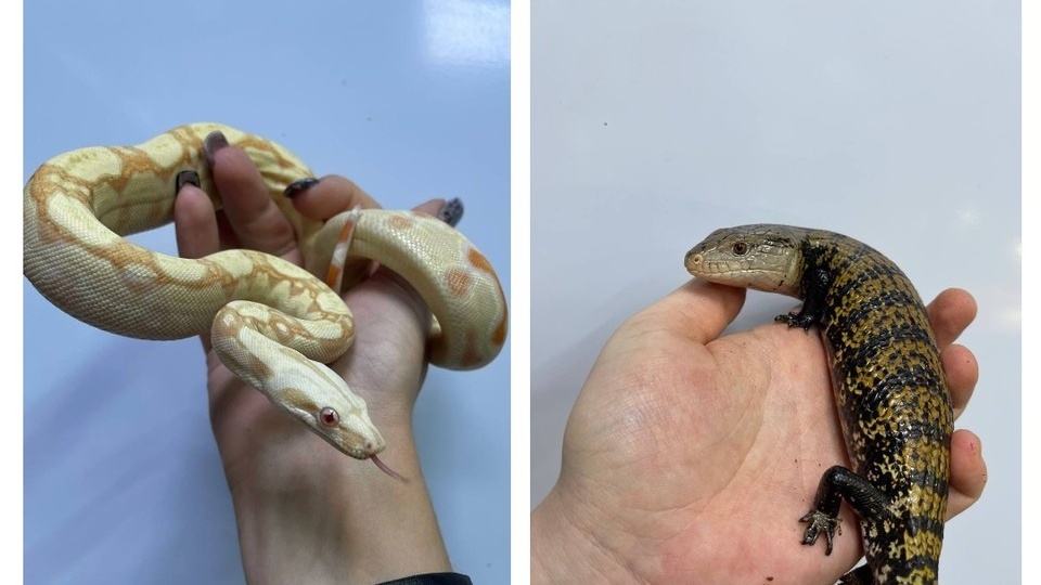 Полторы сотни рептилий заняли целый этаж: Как многодетный отец из Ростова стал разводить королевских питонов