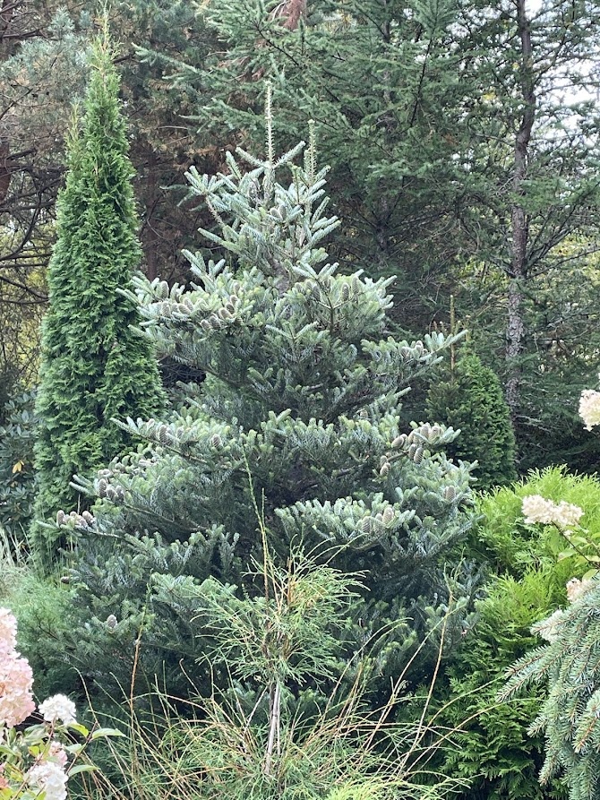 2025 Abies koreana Silver Show