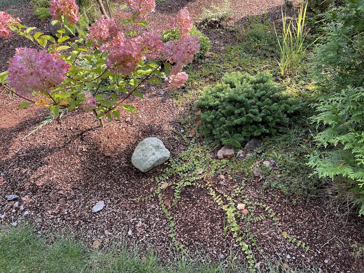 2024 Abies koreana Brilliant