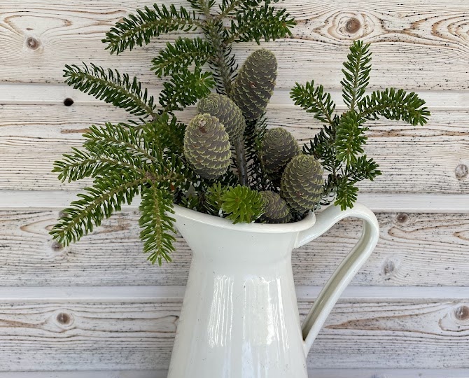 Что, и пихты будем считать?