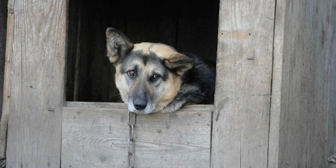 В Екатеринбурге спасатель вызволил из «колючей ловушки» собаку