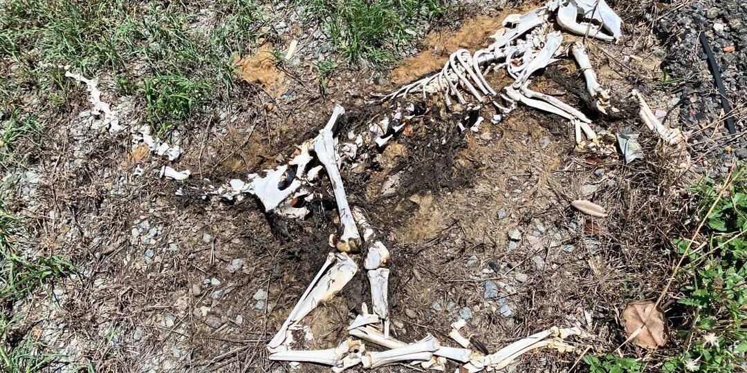 Флора и фауна Австралии