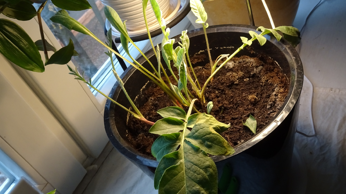 Тот момент когда всё шло хорошо и видны разные и ровные листья на одном растении