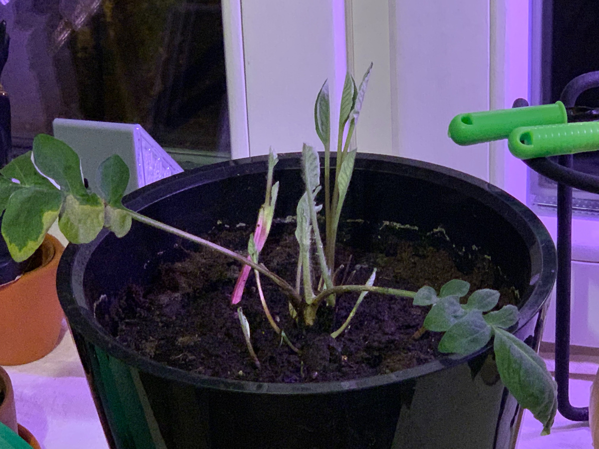 Свежепересаженный с подрастающим андеграундом 