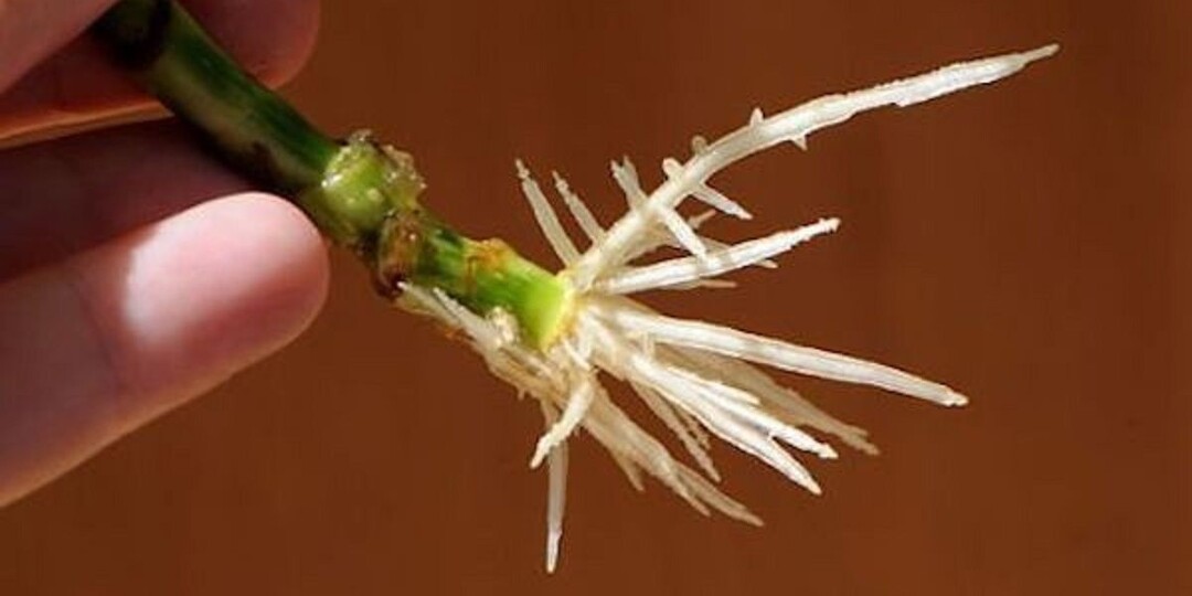 Забудьте про стимуляторы! Эффективные домашние рецепты по укоренению черенков