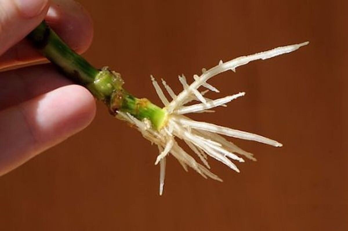 молодые корни у черенка