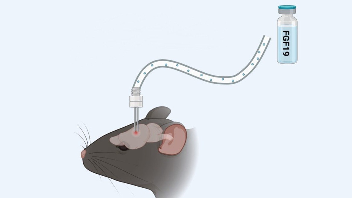    Гормоны вводили непосредственно в мозг мышей с ожирением.