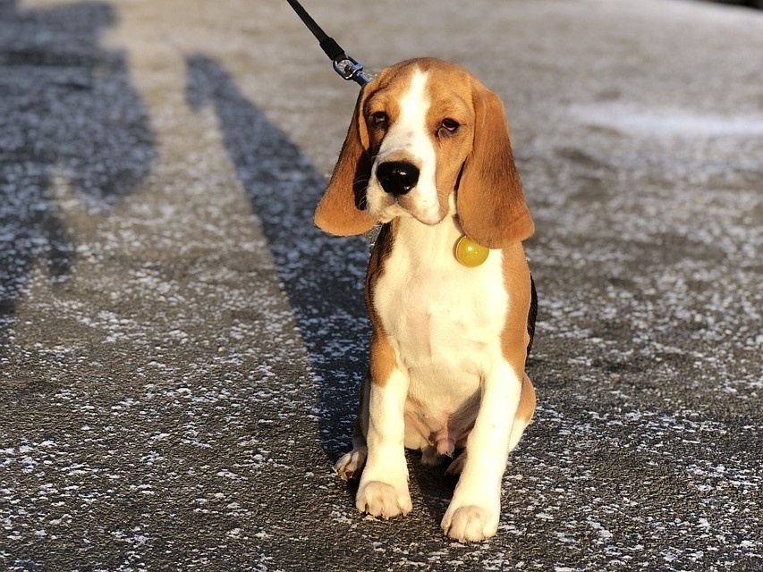 Бигль Кристины, Барри. Фото: Кристина Акулинина / chel.kp.ru / предоставлено для публикации hornews.com