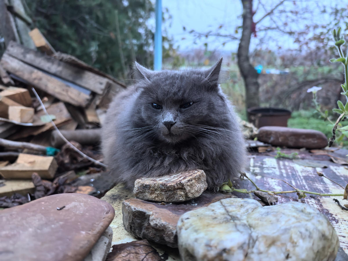 Шеввелись, давай