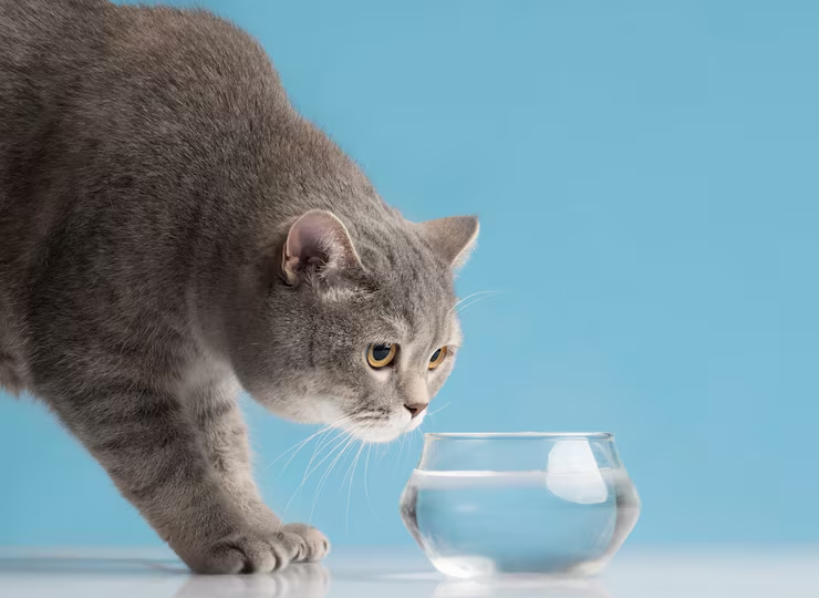 🐱Как заставить кошку пить больше воды: 5 работающих советов