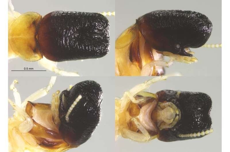    На этих слайдах показаны лобная выпуклость и вытянутая голова термита-солдата, напоминающие голову кашалота, а также то, как у кашалота и термита голова затмевает челюсти. Фото: Рудольф Шеффран.