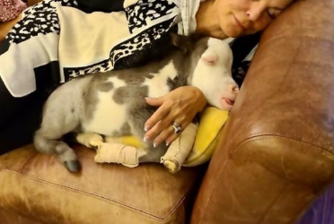 Врач, предлагающий усыпить лошадку, теперь открыто называет чудом историю с ней