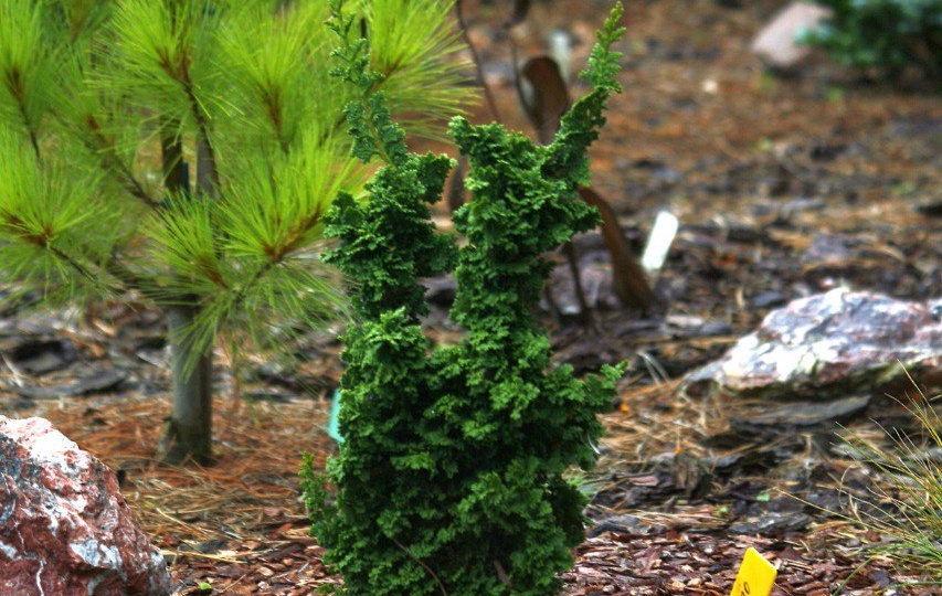 Зимние посиделки в саду на Иртыше