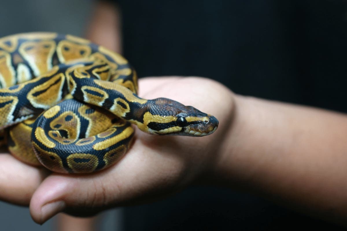 Радужный Королевский питон, фото с сайта: https://www.petplace.com/article/reptiles/general/what-it-costs-to-own-a-reptile