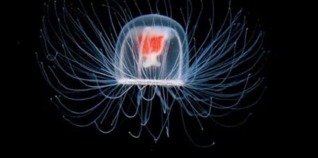 ПОРТРЕТ СОВЕРШЕННО РЕАЛЬНОГО ЭЛЬФА.. Перед вами медуза Turritopsis dohrnii, бессмертие которой экспериментально доказано. (Яндекс Картинки-Bored Panda)
