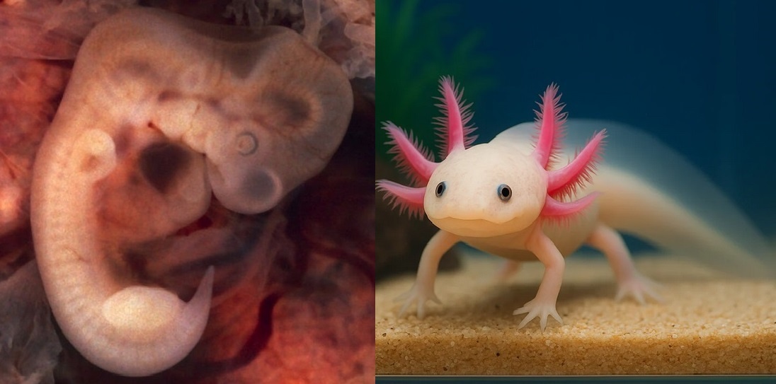 ВАШЕ ПЕРВОЕ ФОТО.. Оно слева - это эмбрион человека в возрасте 5 недель. А справа - его аналог по стадии развития, вечно остающийся личинкой саламандры аксолотль. (Яндекс Картинки)
